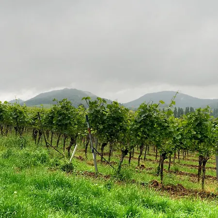 Weingut Geiler - Neucastell Ilbesheim bei Landau in der Pfalz