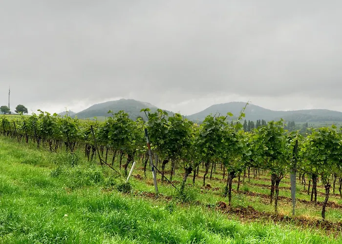 Weingut Geiler - Neucastell Ilbesheim bei Landau in der Pfalz